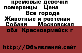 кремовые девочки померанцы › Цена ­ 30 000 - Все города Животные и растения » Собаки   . Московская обл.,Красноармейск г.